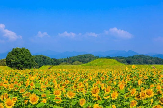 宮崎県のインスタ映えするスポット厳選30選